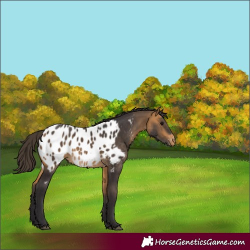 Horse Color:Buckskin Near Leopard Rabicano