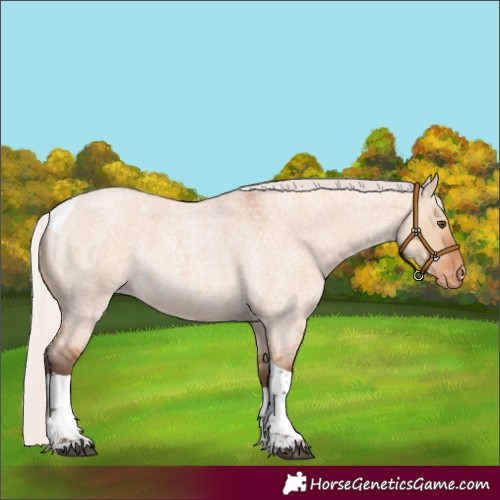Horse Color:Silver Bay Roan Dun Tobiano Appaloosa Rabicano