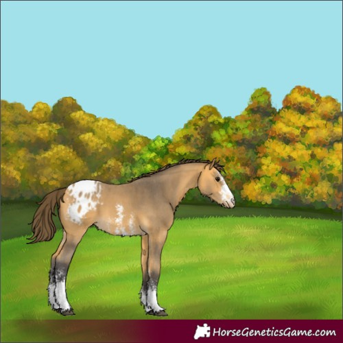 Horse Color:Buckskin Sabino Blanket 