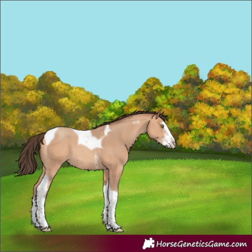 Horse Color:Amber Champagne Sabino Splash Tobiano Rabicano 