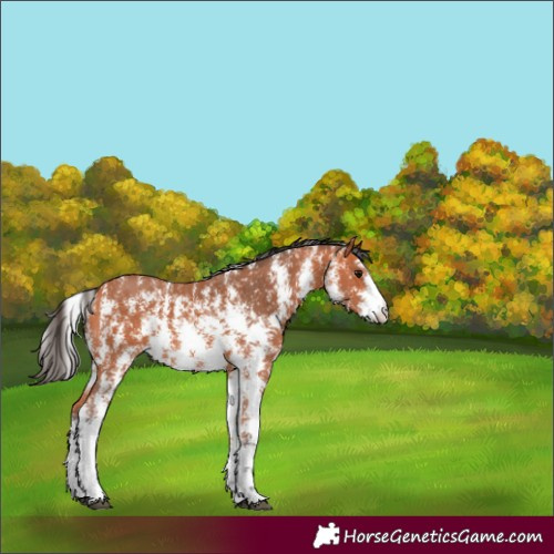 Horse Color:Bay Sabino 