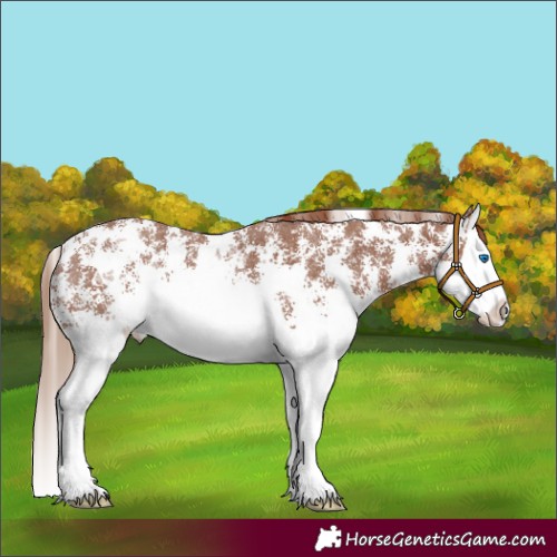 Horse Color:Chestnut Sabino Splash Rabicano 