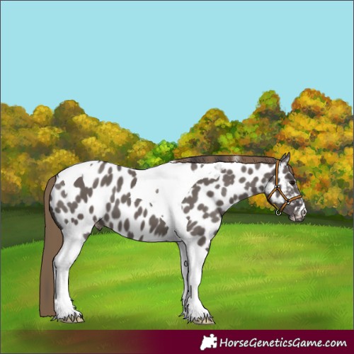 Horse Color:Smoky Grullo Tobiano Near Leopard 