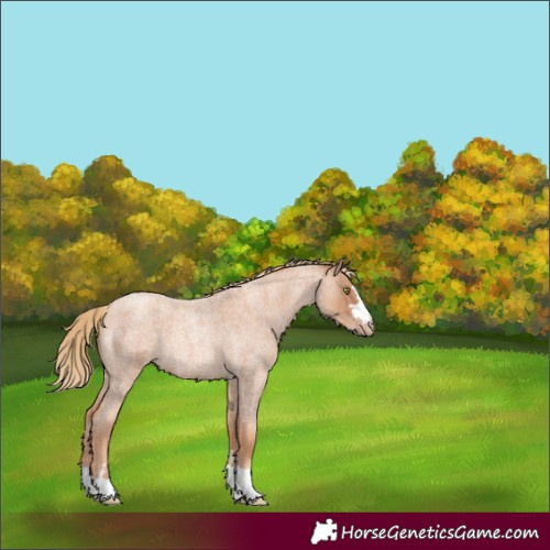 Horse Color:Gold Champagne Roan 