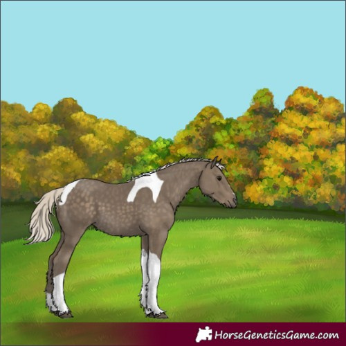 Horse Color:Silver Smoky Black Tobiano 