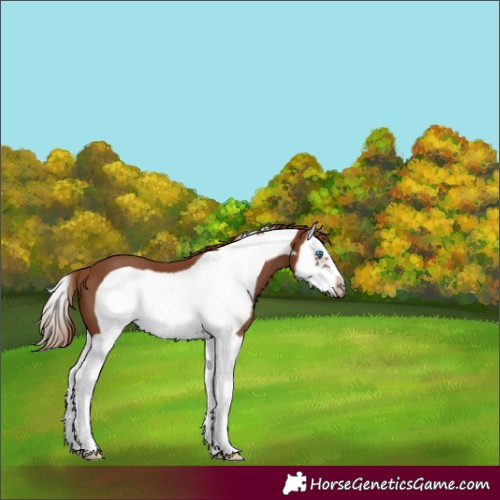 Horse Color:Chestnut Splash Frame