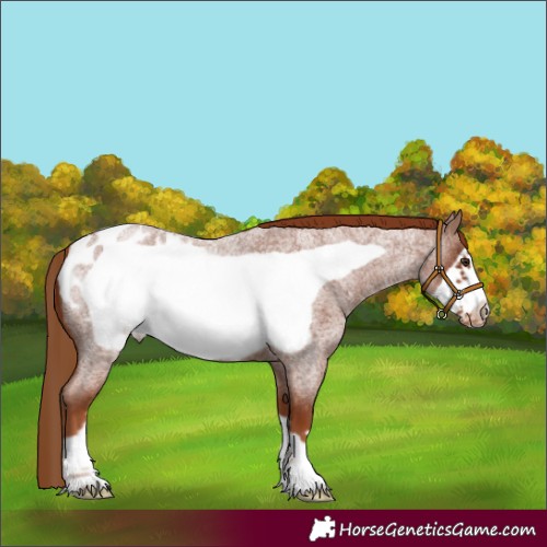 Horse Color:Red Roan Frame Appaloosa 