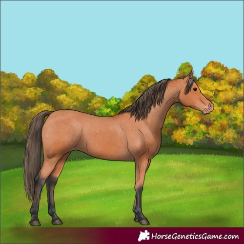 Horse Color:Bay Varnish 