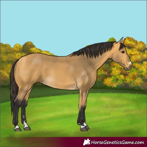 Horse Color:Buckskin 