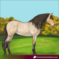 Horse Color:Buckskin Roan 