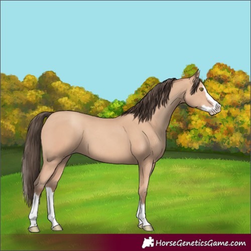 Horse Color:Amber Champagne Splash 
