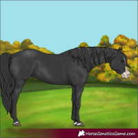 Horse Color:Black Splash 