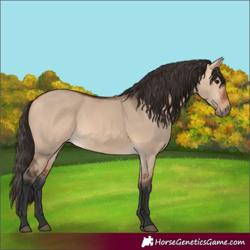 Horse Color:Bay Dun