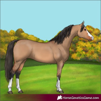 Horse Color:Bay Dun