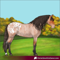 Horse Color:Bay Roan Appaloosa 