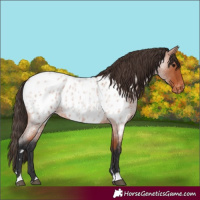 Horse Color:Bay Roan Appaloosa