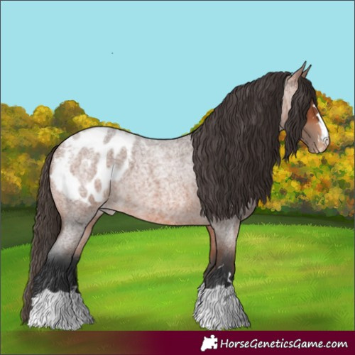 Horse Color:Bay Roan Appaloosa 