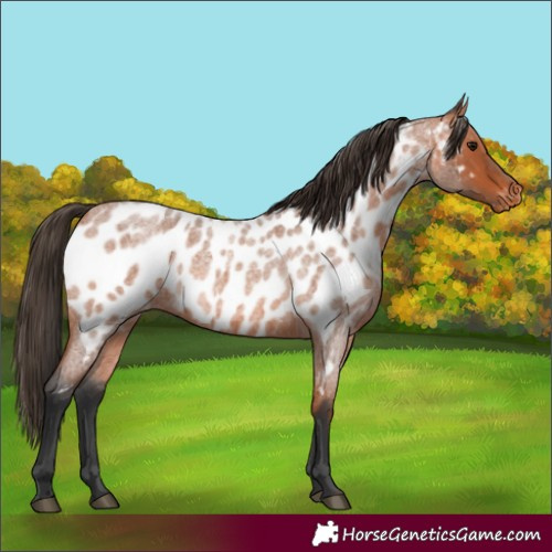 Horse Color:Bay Roan Appaloosa