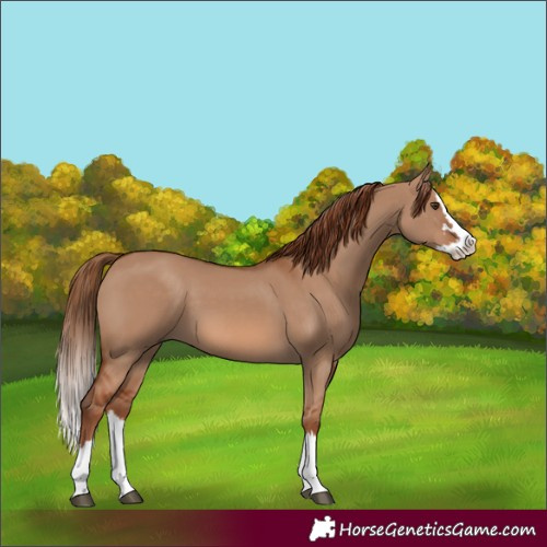 Horse Color:Red Dun Splash