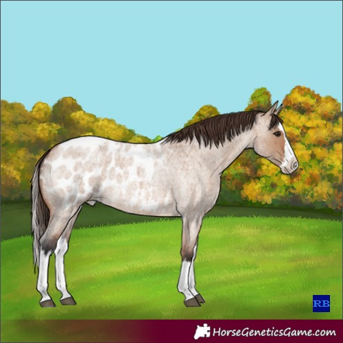 Horse Color:Bay Roan Dun Splash Appaloosa 