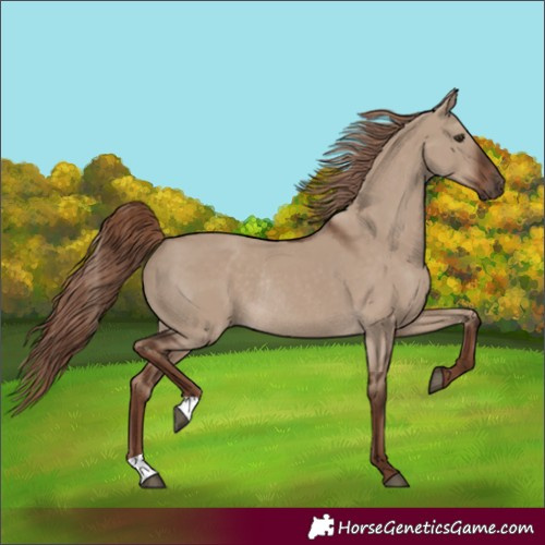 Horse Color:Unknown 