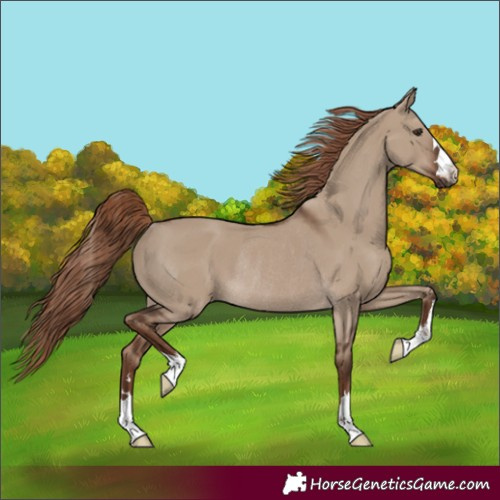 Horse Color:Unknown 