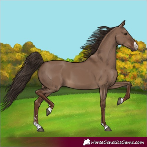 Horse Color:Liver Red Dun 