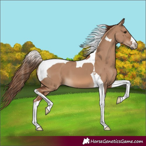 Horse Color:Red Dun Tobiano 