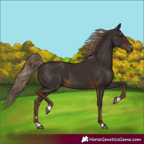 Horse Color:Liver Chestnut 