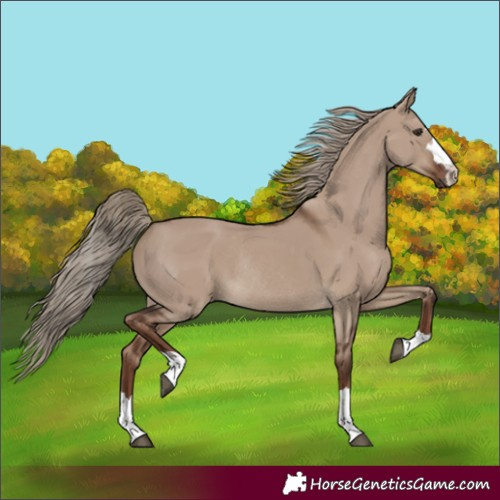 Horse Color:Liver Red Dun Rabicano 