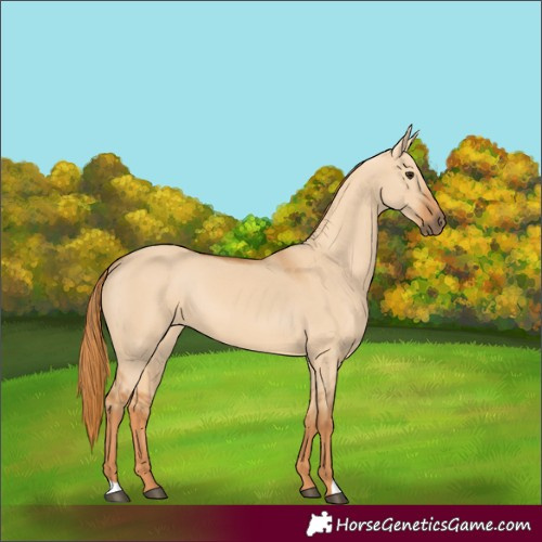 Horse Color:Red Dun 