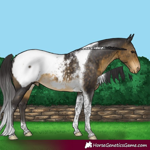 Horse Color:Buckskin Tobiano Appaloosa Rabicano 