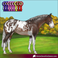Horse Color:Silver Brown Sabino Tobiano Appaloosa Rabicano 