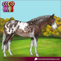 Horse Color:Silver Brown Sabino Tobiano Appaloosa Rabicano 