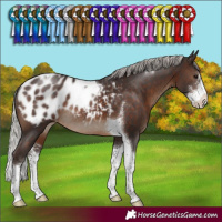 Horse Color:Silver Brown Sabino Tobiano Appaloosa Rabicano