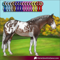 Horse Color:Silver Brown Sabino Tobiano Appaloosa Rabicano