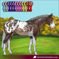 Horse Color:Silver Brown Sabino Tobiano Appaloosa Rabicano