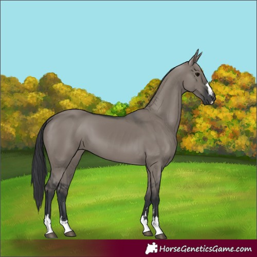 Horse Color:Grullo