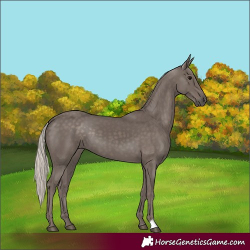 Horse Color:Silver Black 