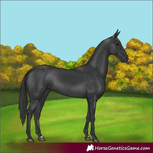 Horse Color:Black 