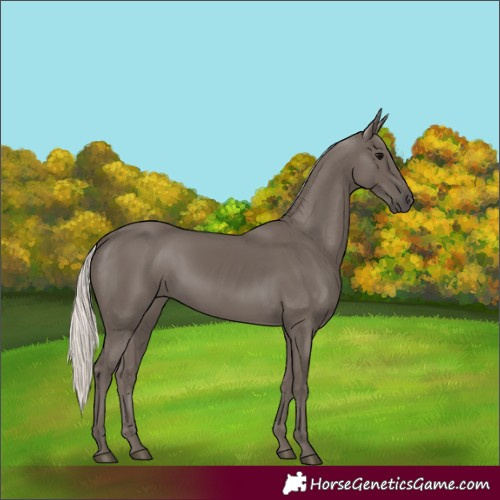 Horse Color:Silver Black 