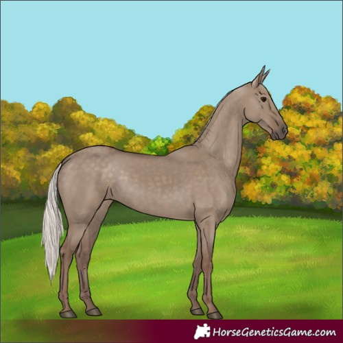 Horse Color:Silver Grullo 