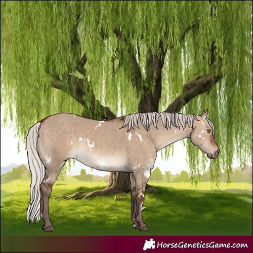 Horse Color:White Spotted Silver Bay Dun Rabicano 
