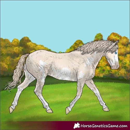 Horse Color:Perlino Splash Frame 