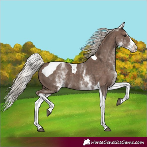 Horse Color:White Spotted Silver Black Splash Tobiano 