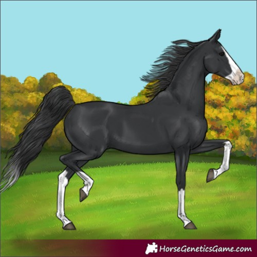 Horse Color:Black Splash 