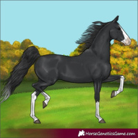 Horse Color:Black Splash