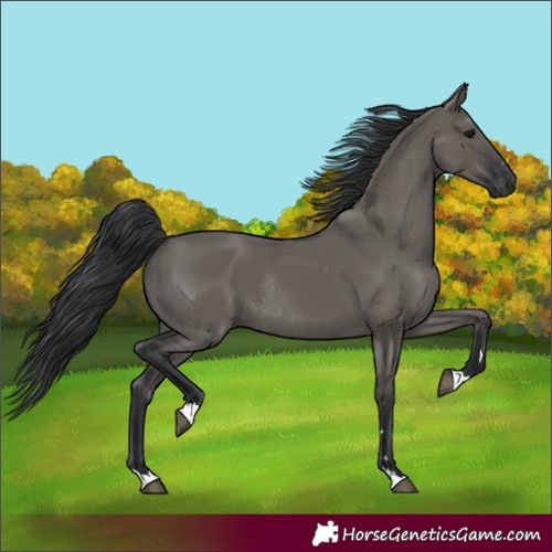 Horse Color:Grullo Rabicano 