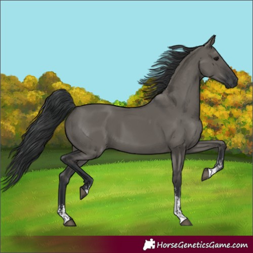 Horse Color:Grullo Sabino Rabicano 