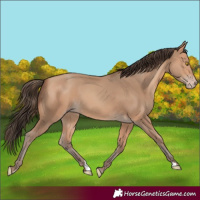 Horse Color:Amber Champagne 